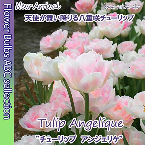 Amazon | ☆【オランダからの花便り】天使の八重咲き「チューリップ